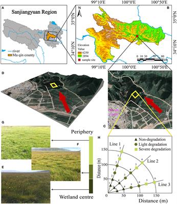 Degradation reduces the diversity of nitrogen-fixing bacteria in the alpine wetland on the Qinghai-Tibet Plateau